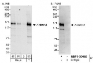 NBP1-30460 - AMBRA1
