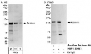 NBP1-30461 - KIAA0226