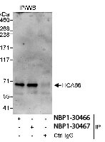 NBP1-30466 - UTP6