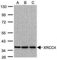 NBP1-30878 - XRCC4