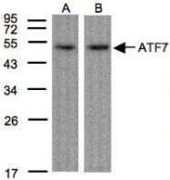 NBP1-30899 - ATF7