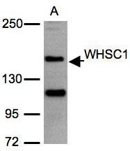 NBP1-30910 - WHSC1