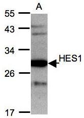 NBP1-30912 - HES1
