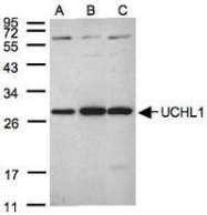 NBP1-30915 - UCHL1 / PGP9.5