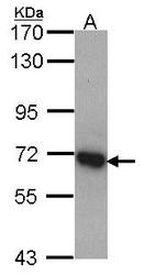 NBP1-30944 - DDX5