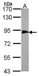 NBP1-30956 - EMAP1 / EML1