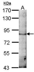 NBP1-30956 - EMAP1 / EML1