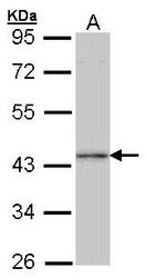 NBP1-31006 - ING1