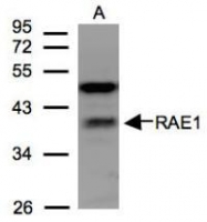 NBP1-31027 - RAE1