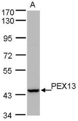 NBP1-31032 - Peroxin 13 / PEX13