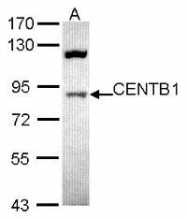 NBP1-31053 - ACAP1 / CENTB1