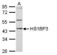 NBP1-31055 - HS1BP3