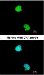 NBP1-31098 - KPNA2 / Importin alpha-2