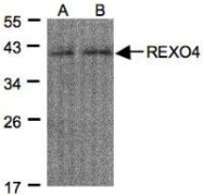 NBP1-31119 - REXO4