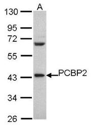 NBP1-31154 - PCBP2 / hnRNP-E2