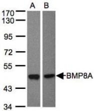 NBP1-31168 - BMP8A