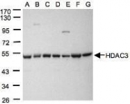 NBP1-31196 - HDAC3