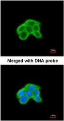 NBP1-31227 - DUSP9 / MKP4
