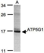 NBP1-31242 - ATP synthase proteolipid P1