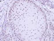 NBP1-31246 - PRPF19 / NMP200