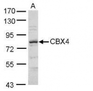 NBP1-31249 - CBX4 / PC2