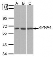 NBP1-31260 - KPNA4 / Importin alpha-4