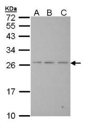 NBP1-31287 - Bcl-2-like 7