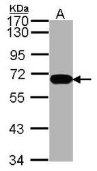 NBP1-31294 - HDAC1