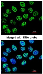 NBP1-31294 - HDAC1