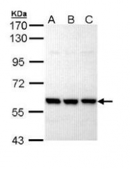 NBP1-31354 - PRPF19 / NMP200