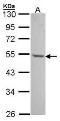 NBP1-31356 - BAT1 / UAP56