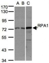 NBP1-31382 - RPA1