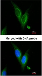 NBP1-31392 - alpha Tubulin / TUBA4A / TUBA1