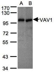NBP1-31426 - VAV1