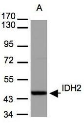 NBP1-31430 - Isocitrate dehydrogenase / IDH2