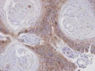 NBP1-31442 - Annexin A7 / ANXA7