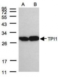 NBP1-31470 - Triosephosphate isomerase (TPI1)