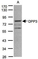 NBP1-31476 - DPP3