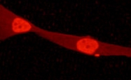 NB110-57048 - Histone H3
