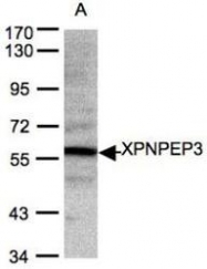 NBP1-31556 - XPNPEP3
