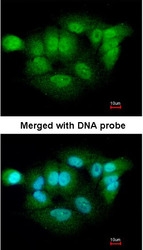 NBP1-31556 - XPNPEP3