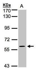 NBP1-31594 - MAPK4 / ERK4