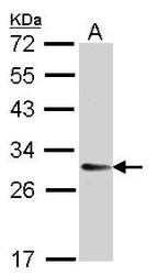 NBP1-31650 - TMED9