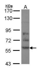 NBP1-31762 - DPYSL2 / CRMP2