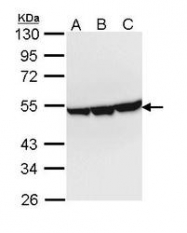 NBP1-31764 - Enolase beta