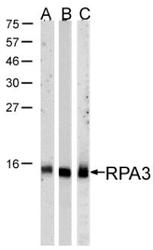 NBP1-32023 - RPA3 / RPA14