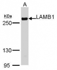 NBP1-32043 - Laminin beta-1 / LAMB1