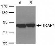 NBP1-32097 - TRAP1 / HSP75