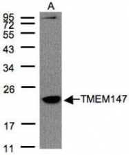 NBP1-32112 - TMEM147