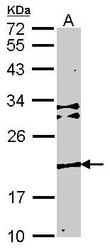 NBP1-32112 - TMEM147